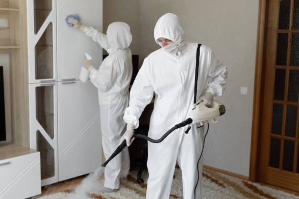 Best Basement Mold Removal  in Hudson, WI